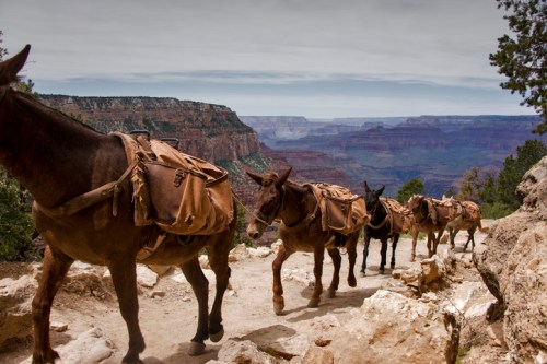 A line of pack mules with saddlebags walking along a trail with a canyon view in the background.