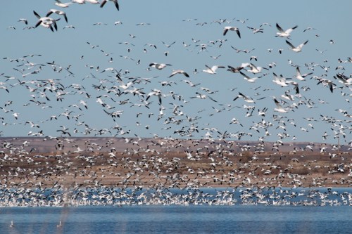 A large flock of birds takes flight over a calm body of water, with a distant landscape in the background.