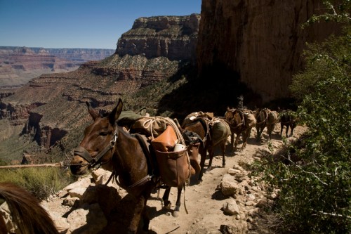 A line of pack mules carrying gear along a rocky trail in a canyon landscape under a clear blue sky.