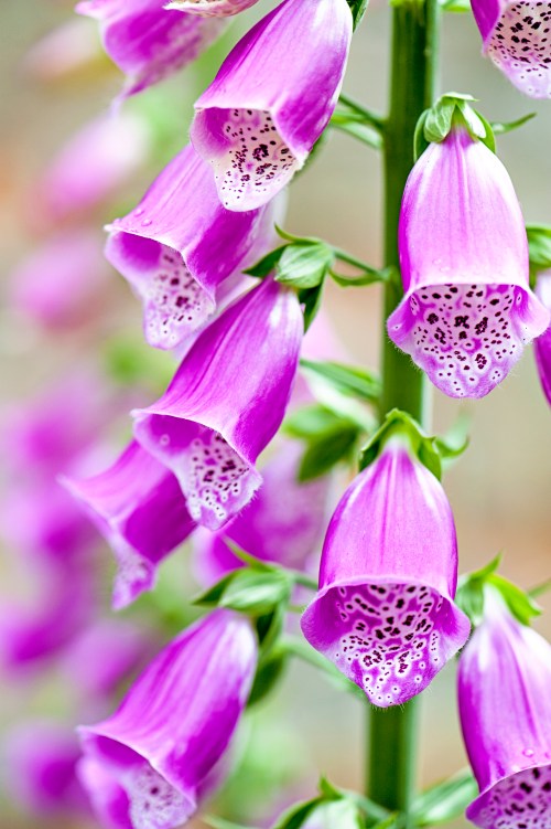 Close-up of vibrant purple foxglove flowers with speckled white interiors, arranged along a green stem.