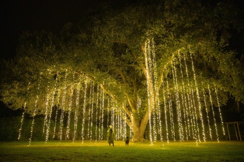 A person and a dog stand beneath a large tree adorned with cascading string lights at night.