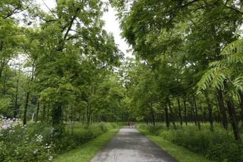 A serene pathway lined with lush green trees, with two people walking in the distance.