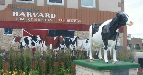 A cow statue stands in front of a mural depicting cows, welcoming visitors to Harvard, home of Milk Day.