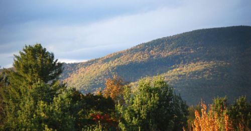 Rolling forest-covered hills with trees in the foreground.