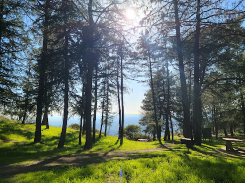 Sunlight filters through tall trees in a lush green forest, with a glimpse of water in the background.