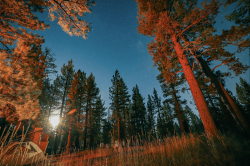 A serene forest scene at night, with tall trees and a starry sky illuminated by a soft moonlight glow.