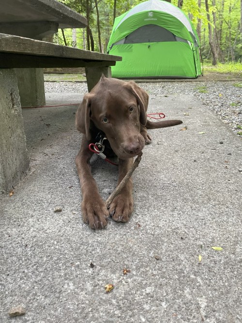 A brown dog chews on a stick near a picnic table and a green tent in a wooded campsite.
