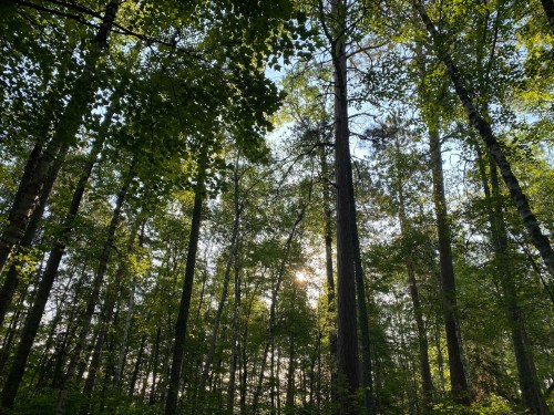 Sunlight filters through a dense forest, illuminating tall trees and lush green foliage.