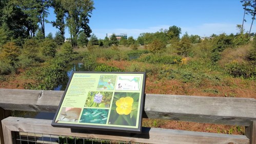 A wooden sign with information about local flora and fauna overlooks a lush, green wetland area.