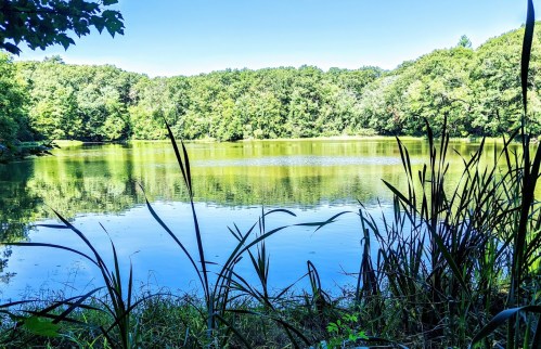 A serene lake surrounded by lush greenery and tall grasses under a clear blue sky.