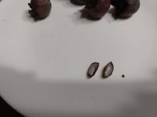 Close-up of two halved seeds on a white plate, with small, dark fruits in the background.