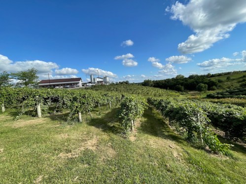 A scenic vineyard with rows of grapevines under a blue sky with fluffy clouds, surrounded by lush greenery.