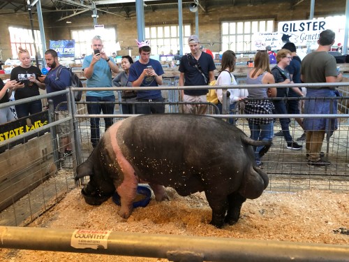 A large pig stands in a pen while people watch and take photos at a fair or livestock event.