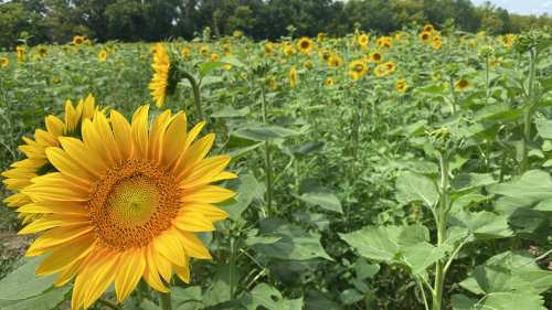 A vibrant sunflower stands tall in a lush field filled with blooming sunflowers under a clear blue sky.