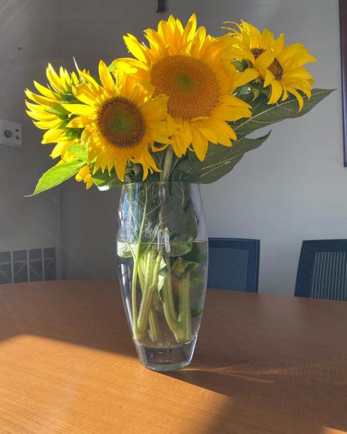 A clear vase filled with vibrant sunflowers sits on a wooden table, illuminated by sunlight.