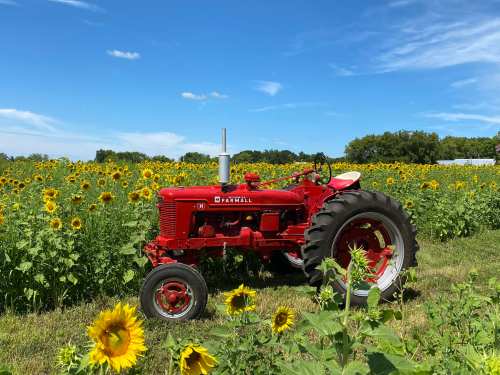 A red tractor parked in a field of sunflowers under a blue sky with scattered clouds.