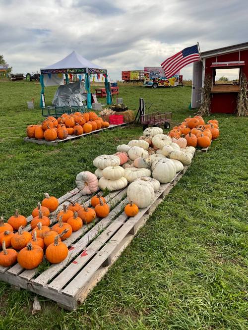 A display of various pumpkins, including orange and white, on wooden pallets at a farm market with a tent and American flag.