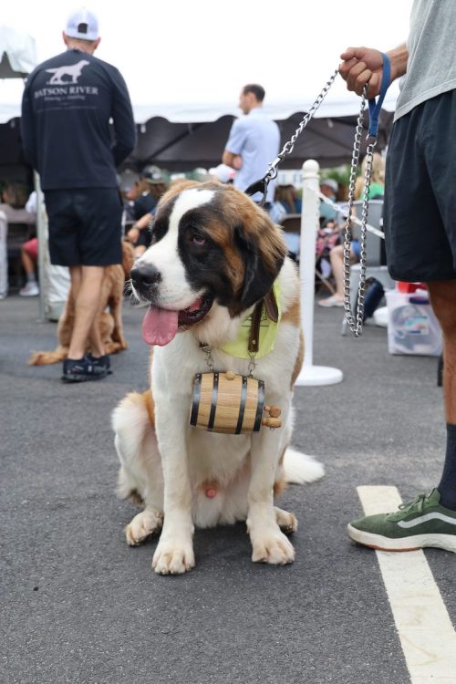 A Saint Bernard dog sits on a leash, wearing a small barrel around its neck, in a crowded outdoor event.