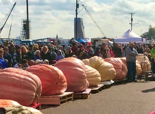 A crowd gathers at an event featuring large pumpkins displayed on pallets under a clear sky.