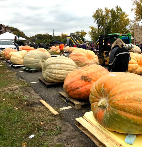 Large pumpkins displayed on wooden pallets at an outdoor festival, with people and tents in the background.