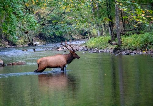 A bull elk wades through a calm stream surrounded by lush greenery and trees.