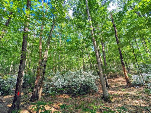 Lush green forest with tall trees and blooming white flowers on the ground, under a bright blue sky.
