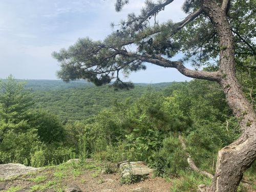 A scenic view from a rocky overlook, featuring a pine tree and lush green hills under a cloudy sky.