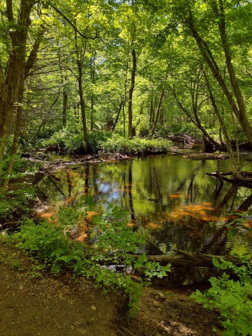 A serene forest scene with a calm pond reflecting green trees and foliage under bright sunlight.