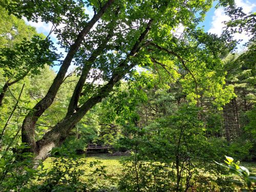 Lush green trees surround a serene pond, with sunlight filtering through the leaves in a peaceful forest setting.