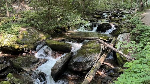 A serene forest stream flows over moss-covered rocks, surrounded by lush greenery and trees.