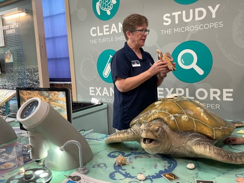 A woman in a blue shirt holds a small turtle near a large turtle model on a table with educational displays.