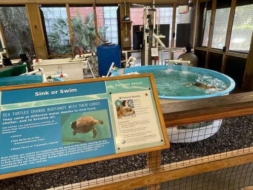 A turtle swims in a circular tank, with an informational sign about sea turtles nearby.