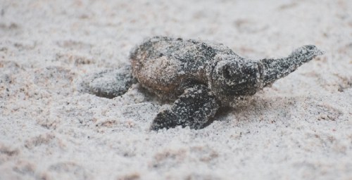 A small turtle covered in sand crawls across a sandy beach.