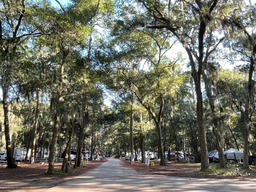 A serene campground path lined with tall trees and Spanish moss, with RVs parked in the background.