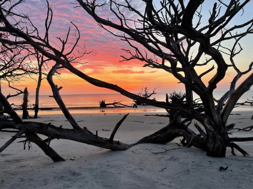 Silhouetted dead trees frame a vibrant sunset over a calm beach, with soft waves lapping at the shore.