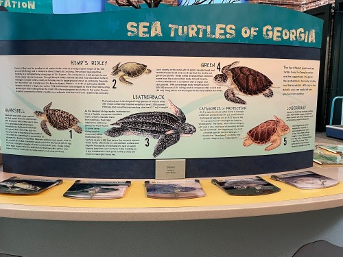 Informational display about sea turtles of Georgia, featuring illustrations and descriptions of different species.