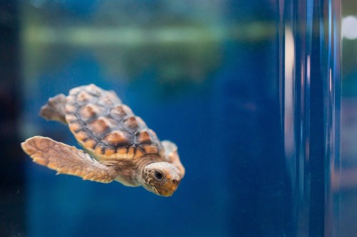 A small sea turtle swimming gracefully in clear blue water.