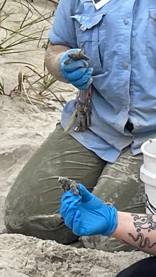 A person in gloves holds a small turtle while another hand holds tools, sitting on a sandy beach.