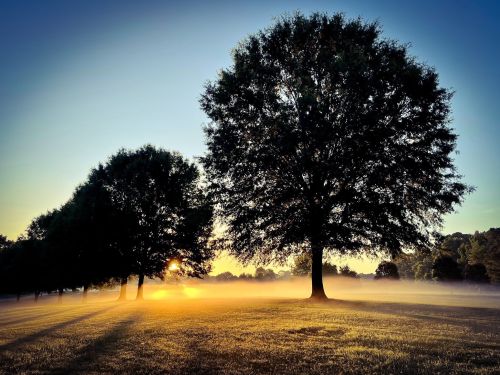A serene landscape featuring tall trees silhouetted against a sunrise, with mist covering the grassy field.