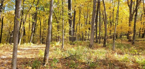 A serene forest scene with tall trees and vibrant yellow leaves, creating a peaceful autumn atmosphere.