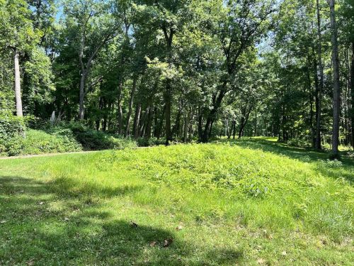 A lush green forest scene with tall trees and a grassy area under bright sunlight.