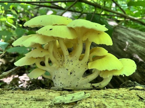 A cluster of bright yellow mushrooms growing on a log, surrounded by green foliage in a forest setting.