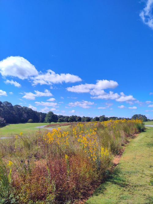 A vibrant landscape featuring wildflowers along a grassy field under a bright blue sky with fluffy clouds.