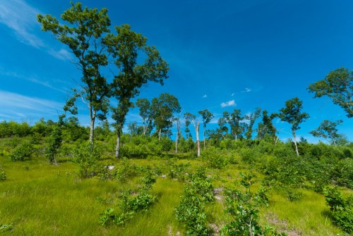 Lush green landscape with tall trees under a bright blue sky and scattered clouds.