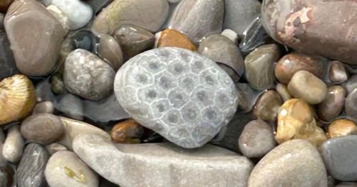 A collection of smooth, rounded stones in various shades, with one stone featuring a unique honeycomb pattern.