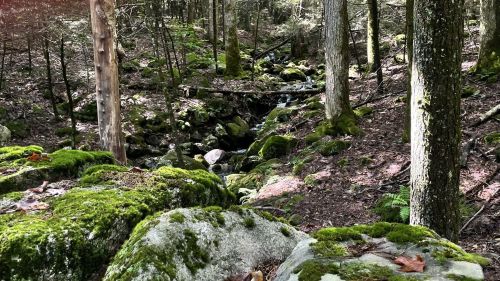 A serene forest scene with moss-covered rocks and a small stream flowing through trees and greenery.