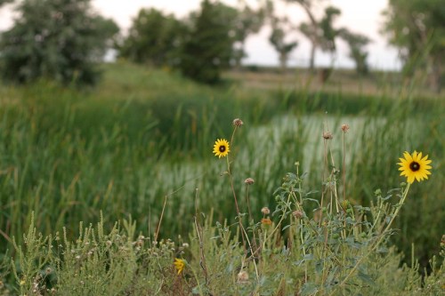 A field with tall grasses and wildflowers, including bright yellow sunflowers, against a blurred green background.