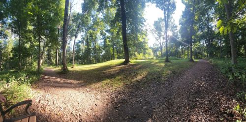 A sunlit forest scene with two diverging paths surrounded by tall trees and lush greenery.