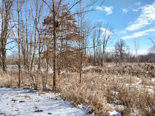 A serene winter landscape with bare trees, dry grass, and patches of snow under a clear blue sky.