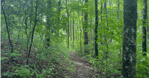 A narrow dirt path winds through a lush green forest with tall trees and dense foliage.